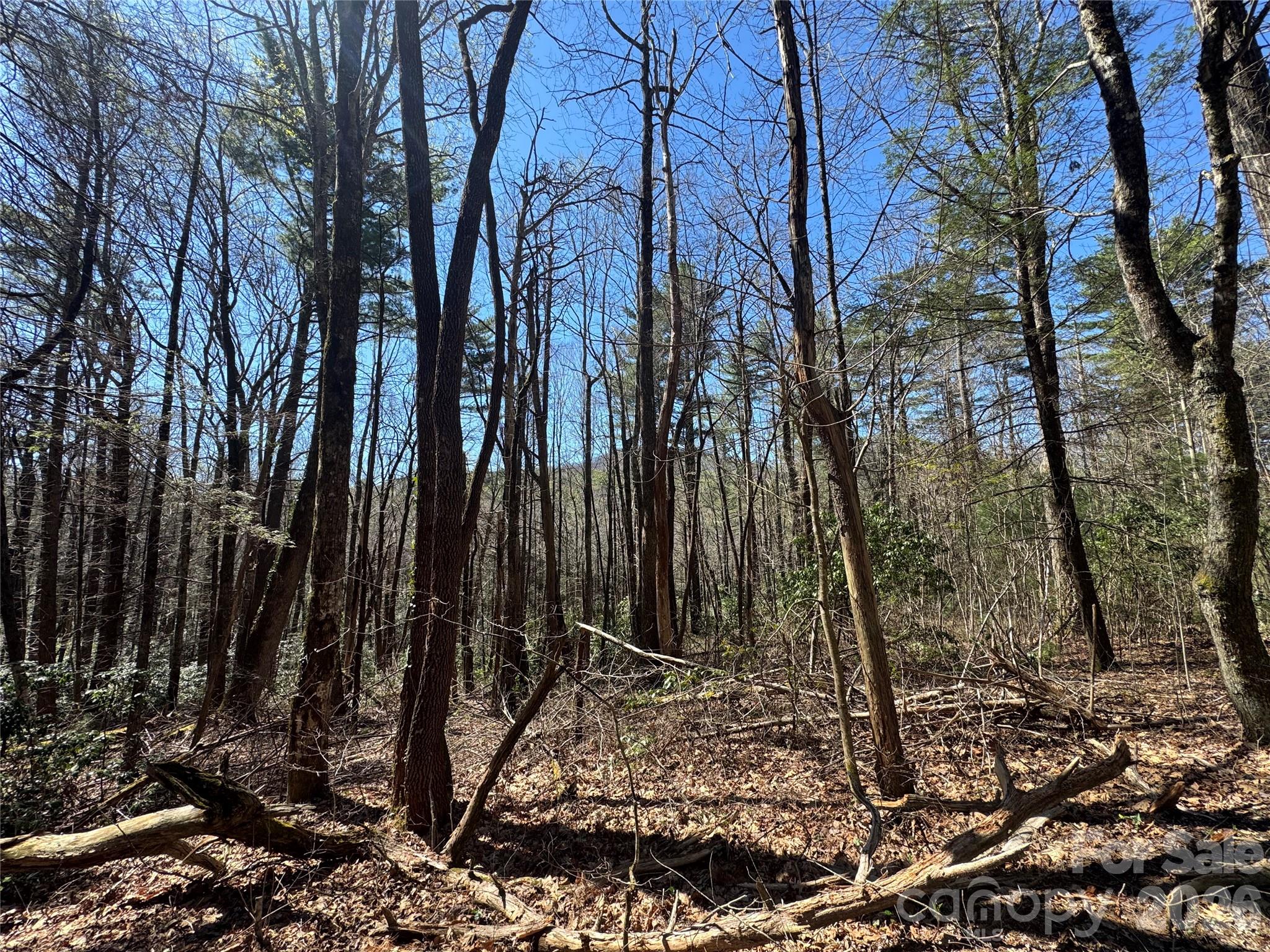 Found Forest - Land
