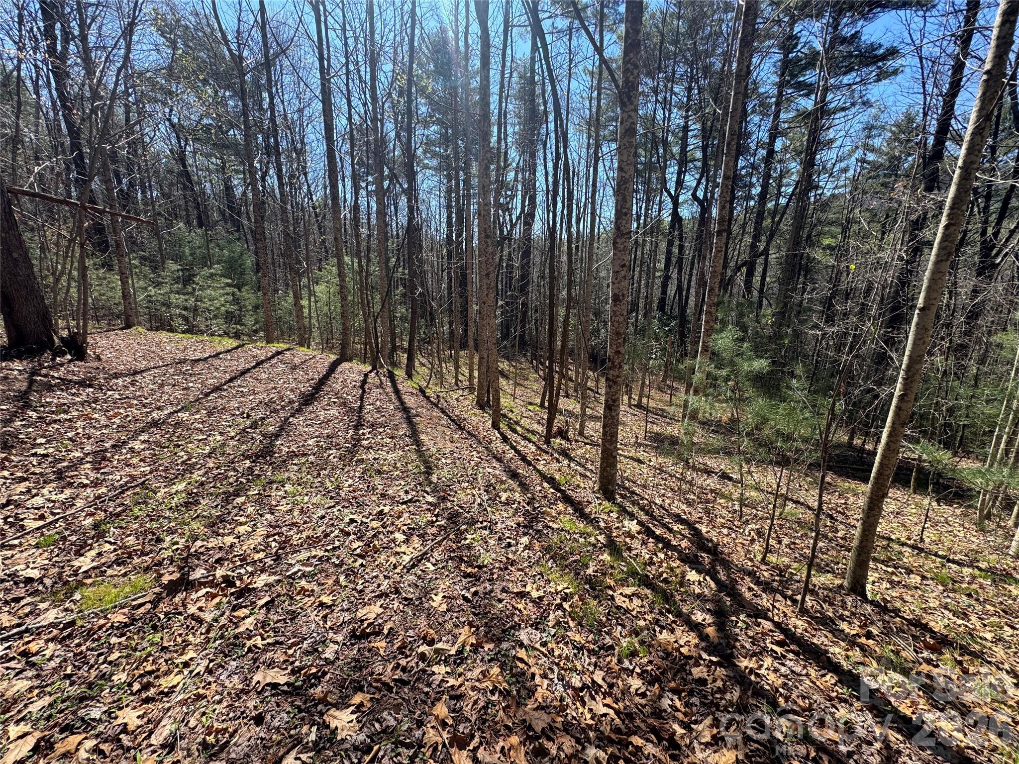 Found Forest - Land