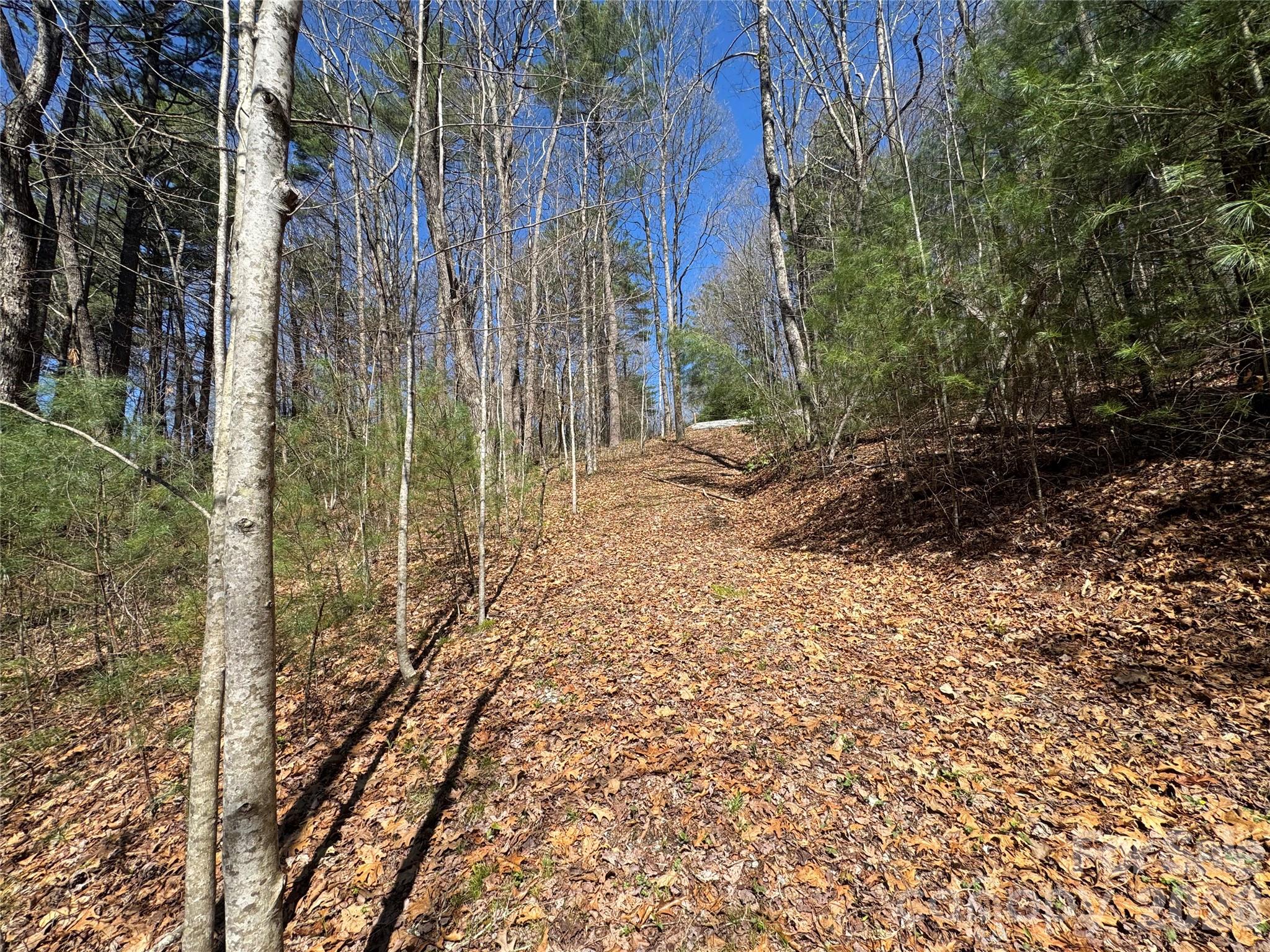 Found Forest - Land