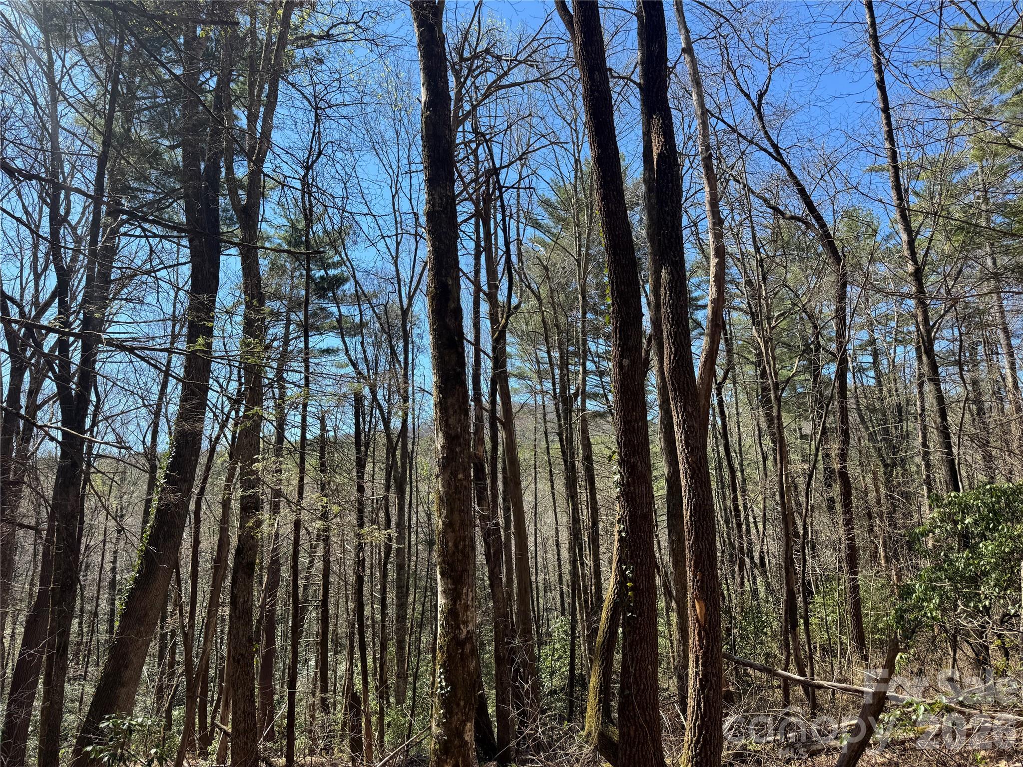 Found Forest - Land