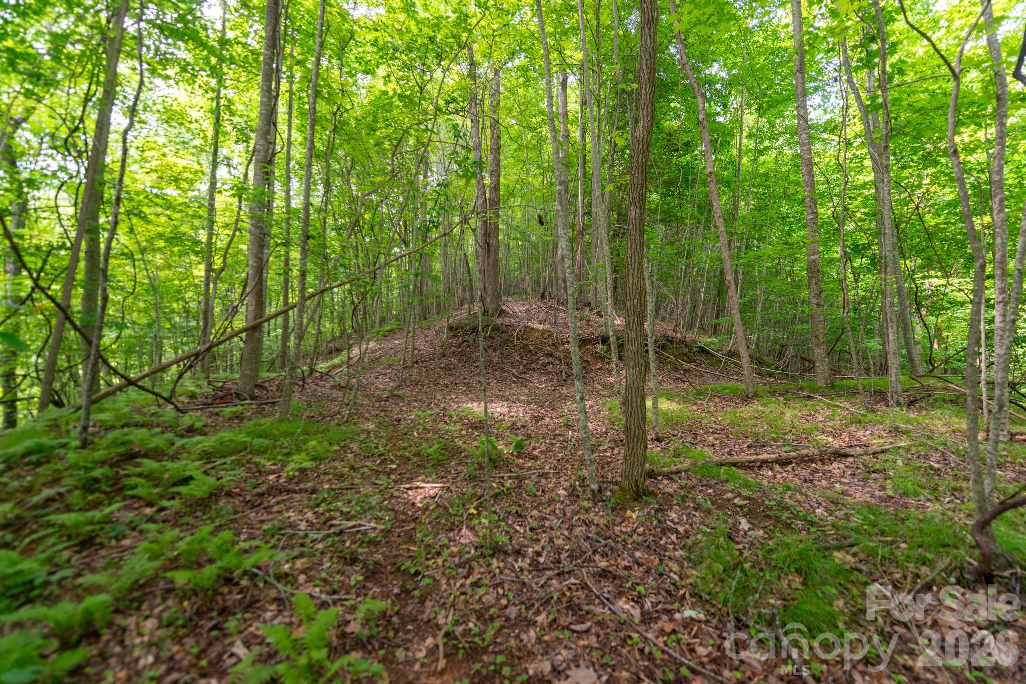 Tucked away in the welcoming Board Tree community of Revere, these beautiful forested mountain tracts offer a rare opportunity to own a piece of the Southern Appalachians. Each lot features a mature hardwood forest with an impressive diversity of native trees and understory plants, including many of the unique species that make this region so special. Every lot includes at least one gentle homesite, established roadbeds, and access from a well-maintained private road with a recorded road maintenance agreement. Whether you prefer relaxing beside the creek or exploring the ridge for long-range views and cool mountain breezes, these properties offer a variety of landscapes to enjoy. Enjoy an extremely private and quiet property while remaining just 30 minutes from both Marshall and Hot Springs for groceries, dining, community events, and other everyday conveniences. Electricity is available along the private road, and each lot will include an electric utility easement to provide access to power. Current lot lines are negotiable and subject to minor adjustments prior to closing, giving buyers added flexibility. Owner financing will be considered with the right offer. One of the things that truly sets these properties apart is the community. Board Tree is known for its friendly, welcoming neighbors and the shared appreciation for this beautiful corner of the mountains.