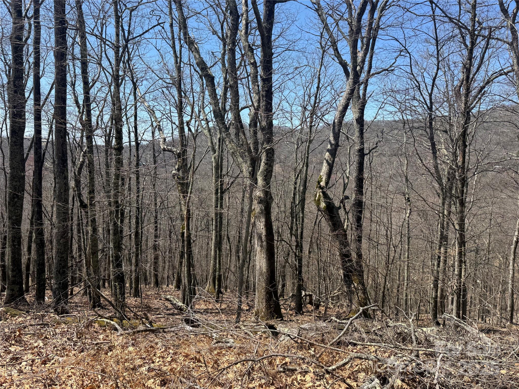 Wolf Laurel - Land