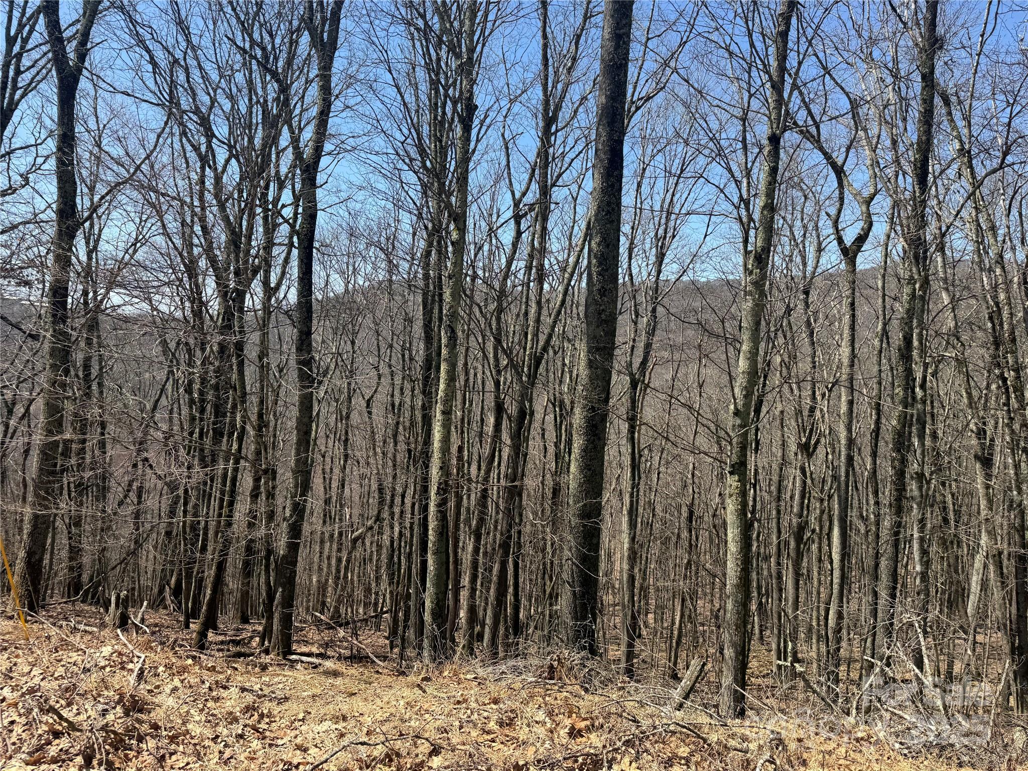 Wolf Laurel - Land