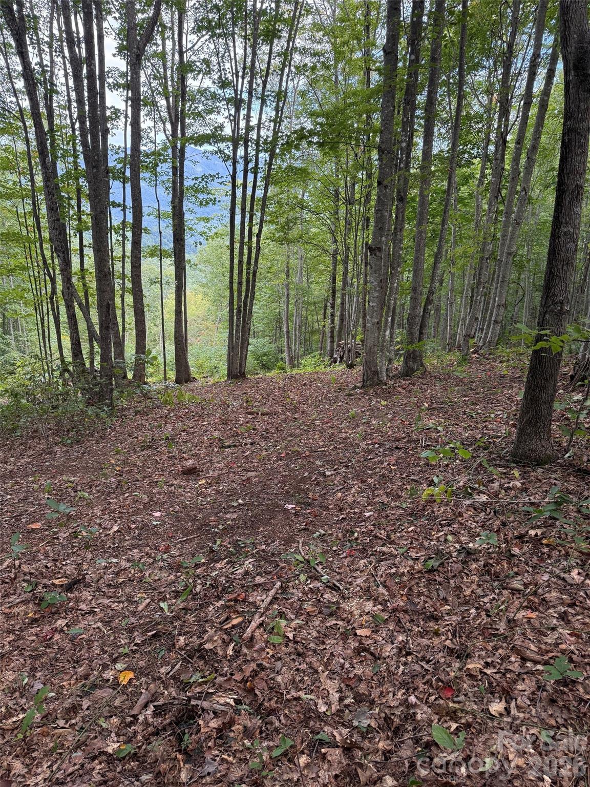 Balsam Mountain Preserve - Land
