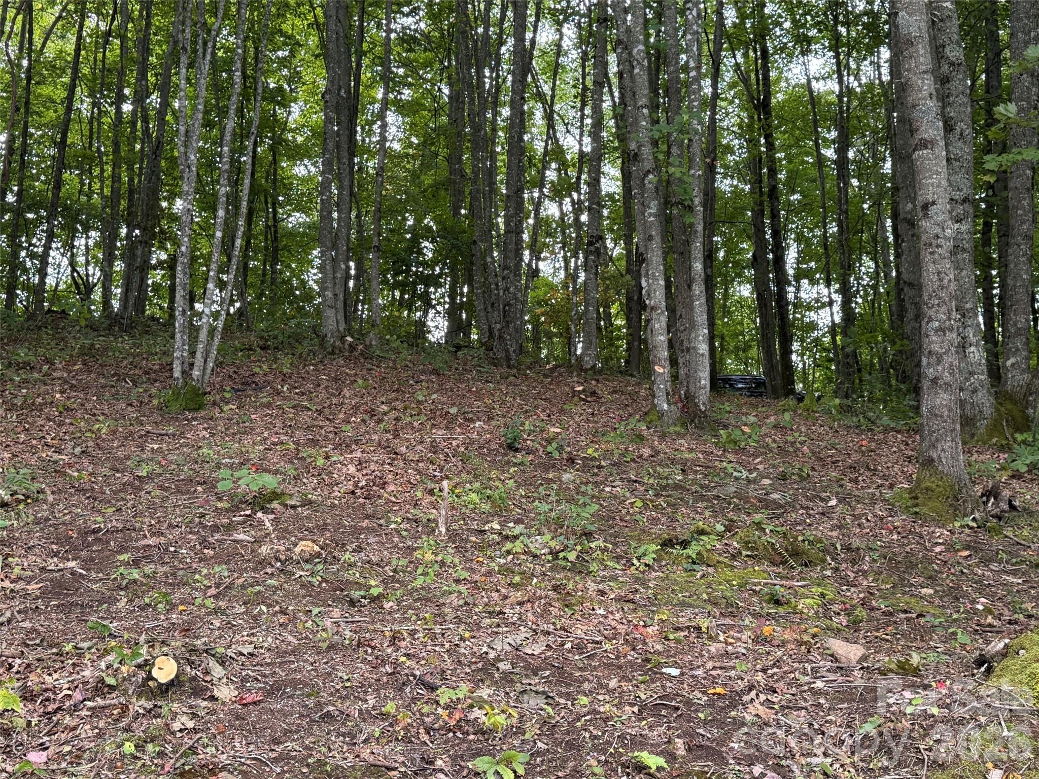 Balsam Mountain Preserve - Land