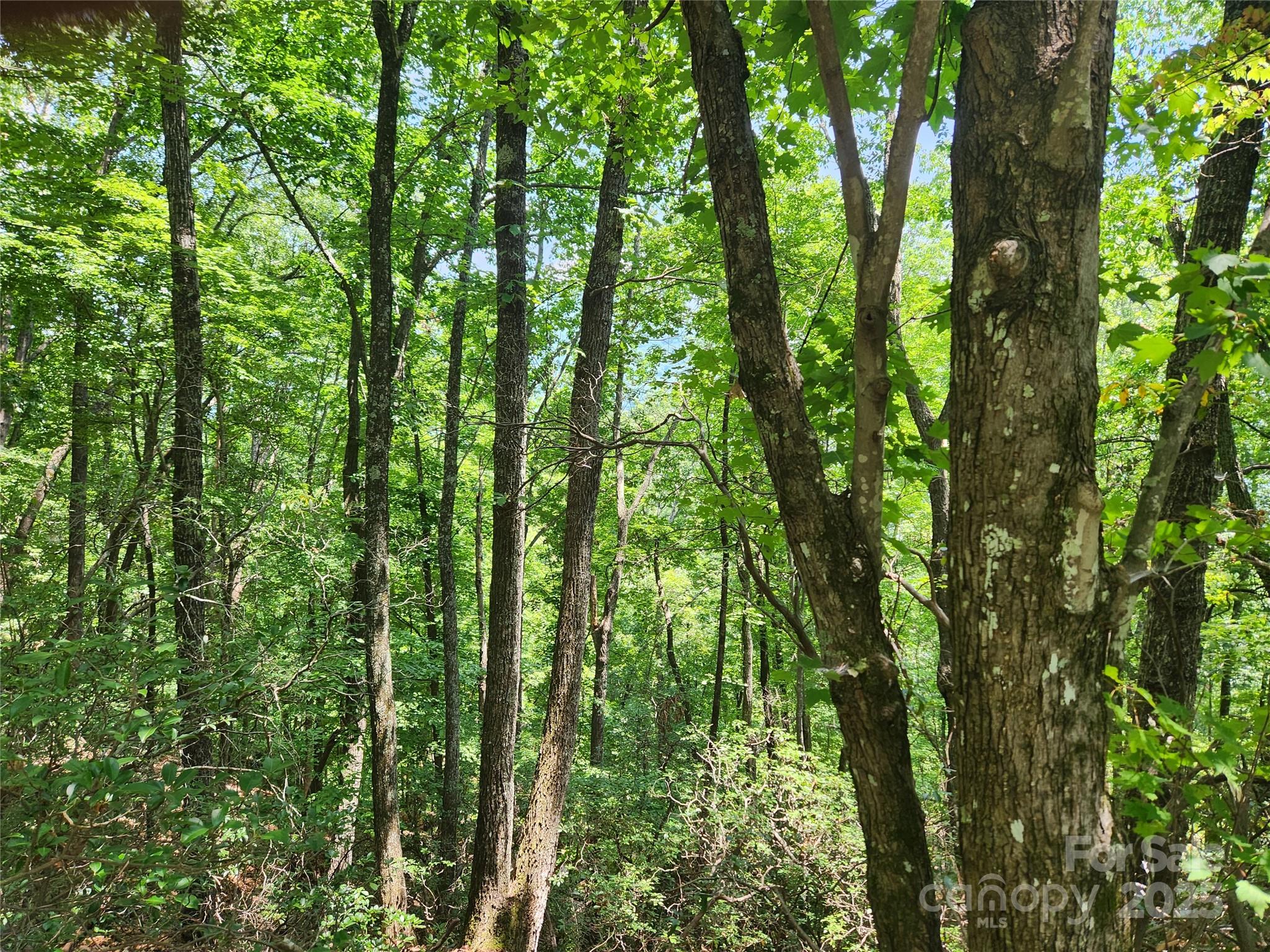 Rumbling Bald on Lake Lure - Land