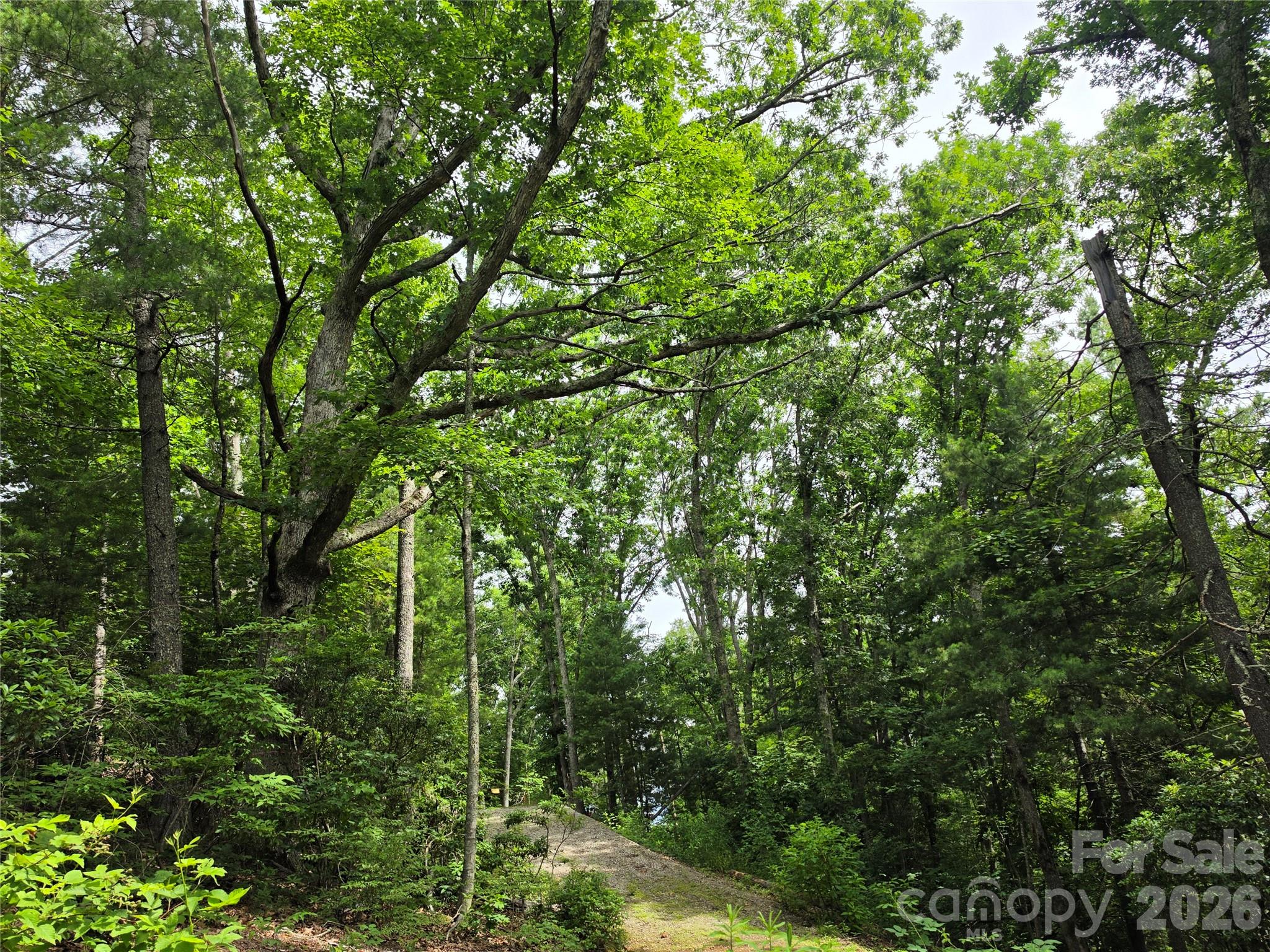 Fairview Forest - Land