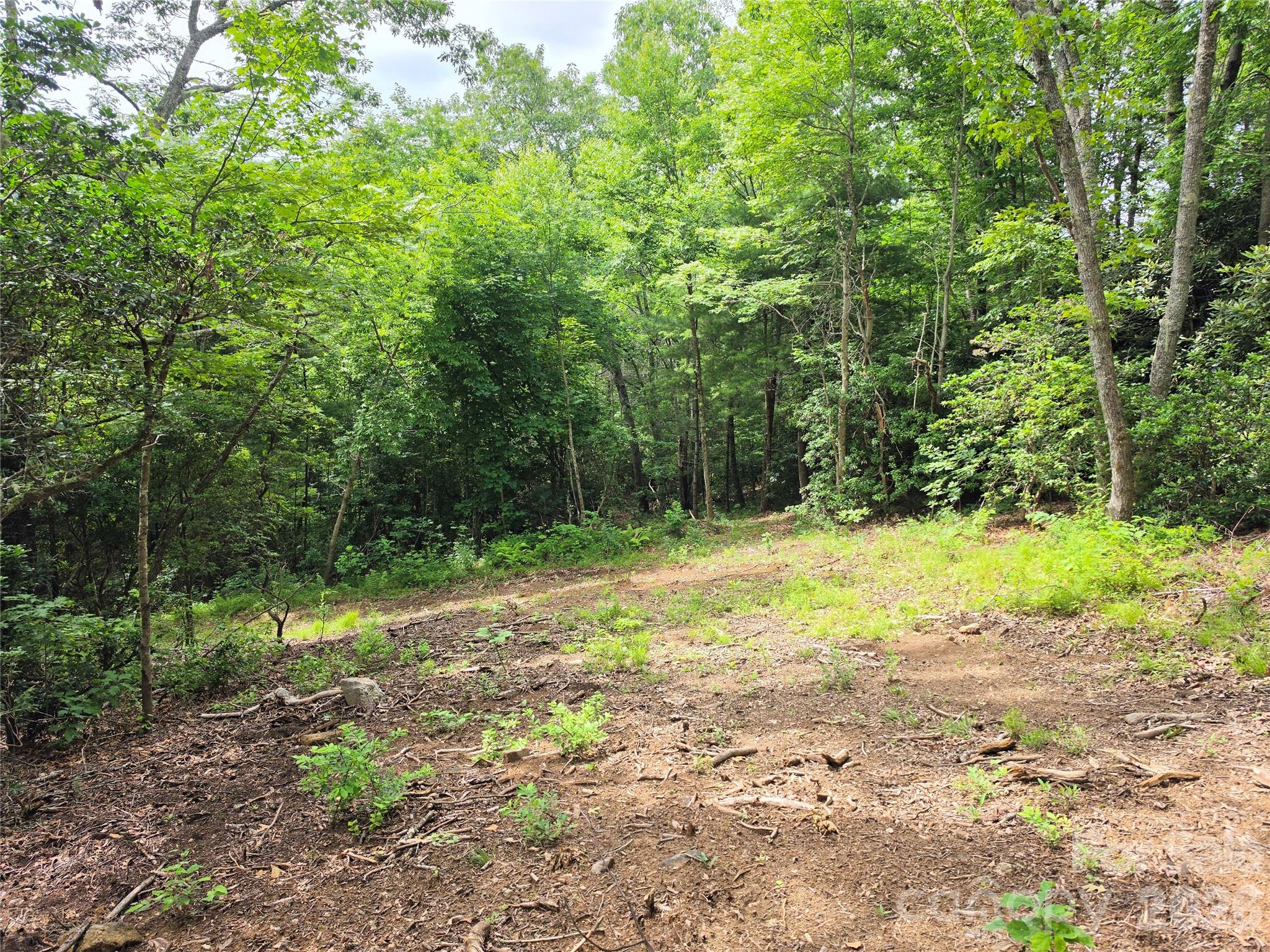 Fairview Forest - Land