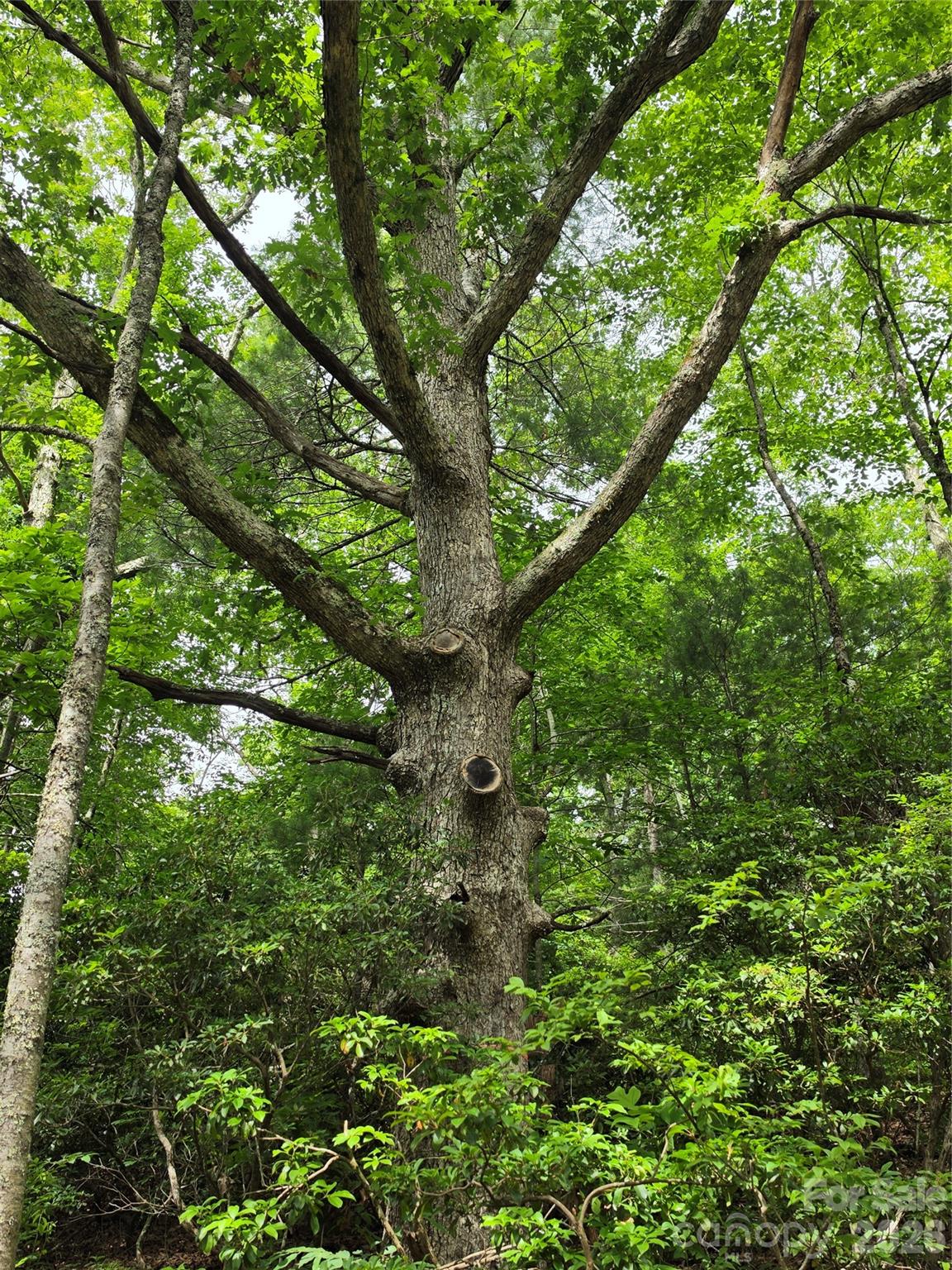 Fairview Forest - Land