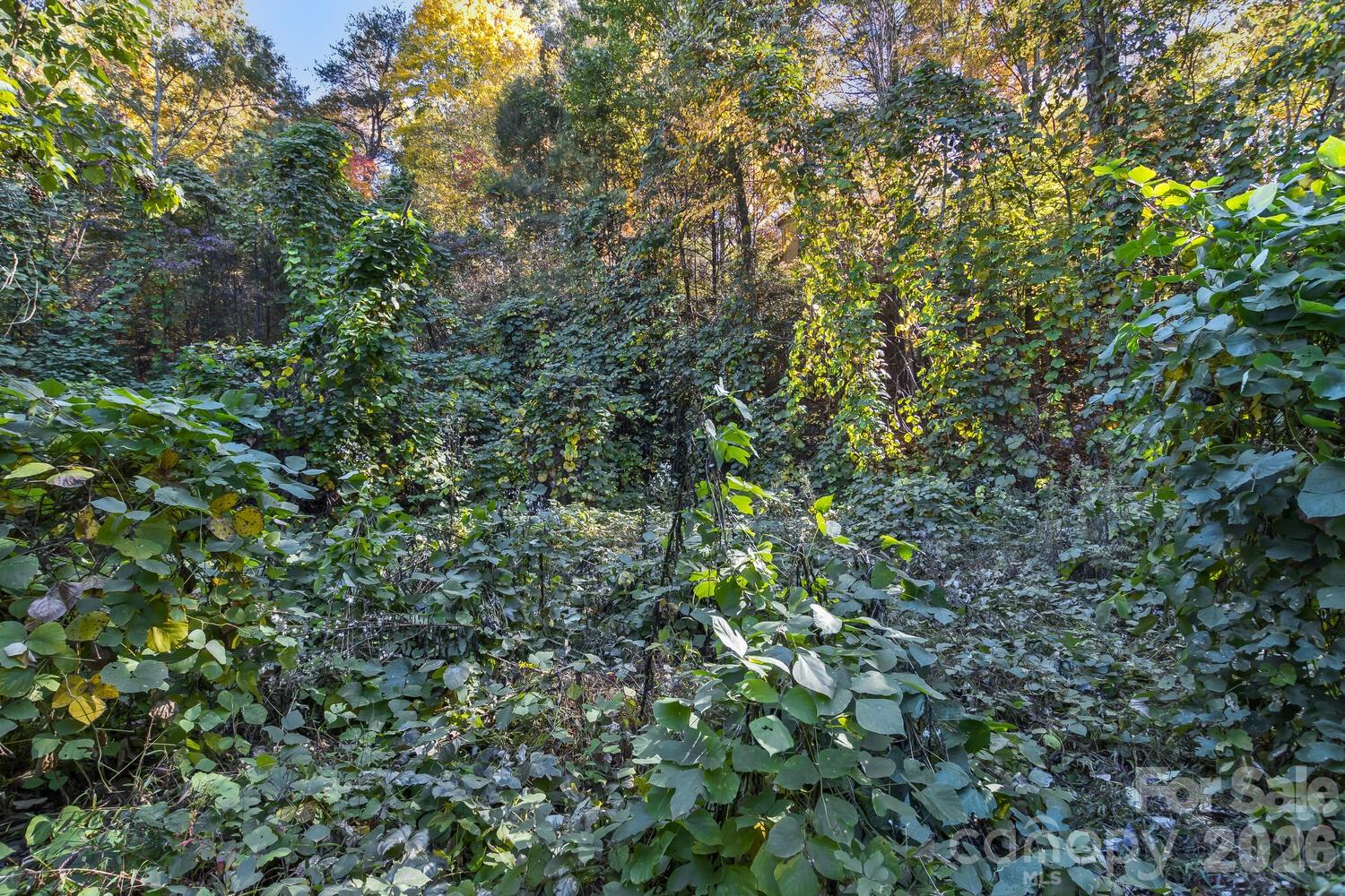 Rumbling Bald on Lake Lure - Land