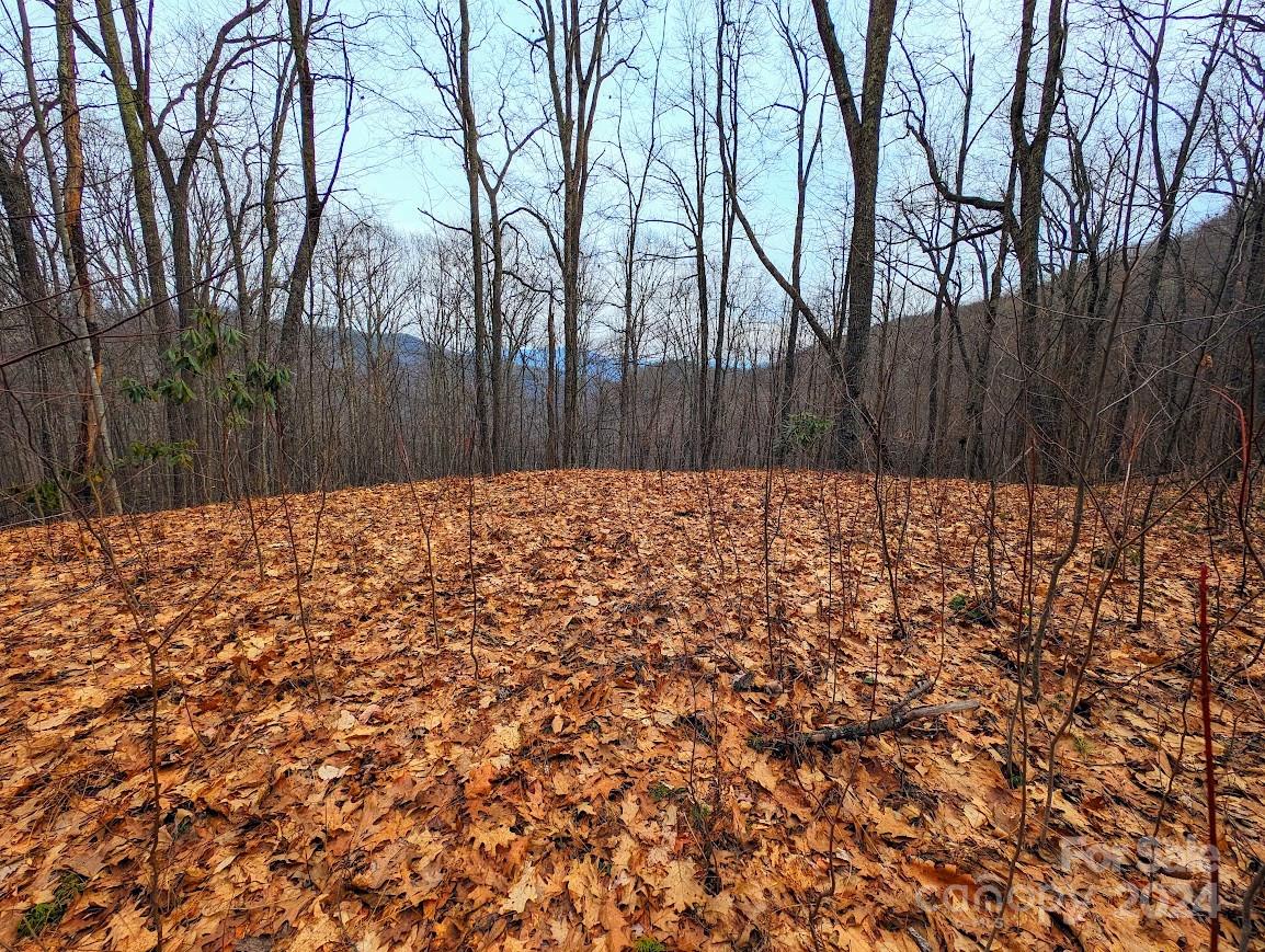 The Buncombe Cove - Land