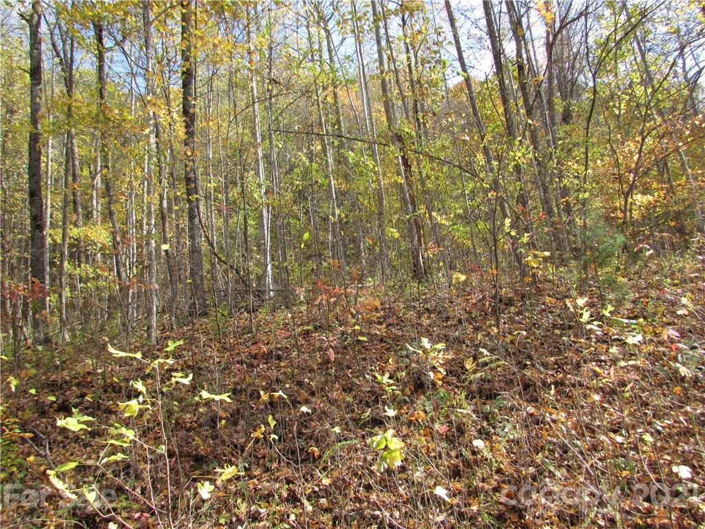 Red Wolf Run - Land