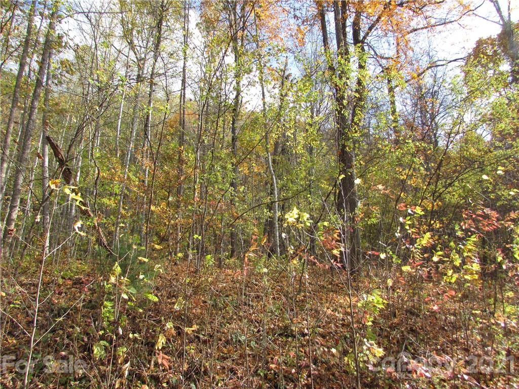Red Wolf Run - Land
