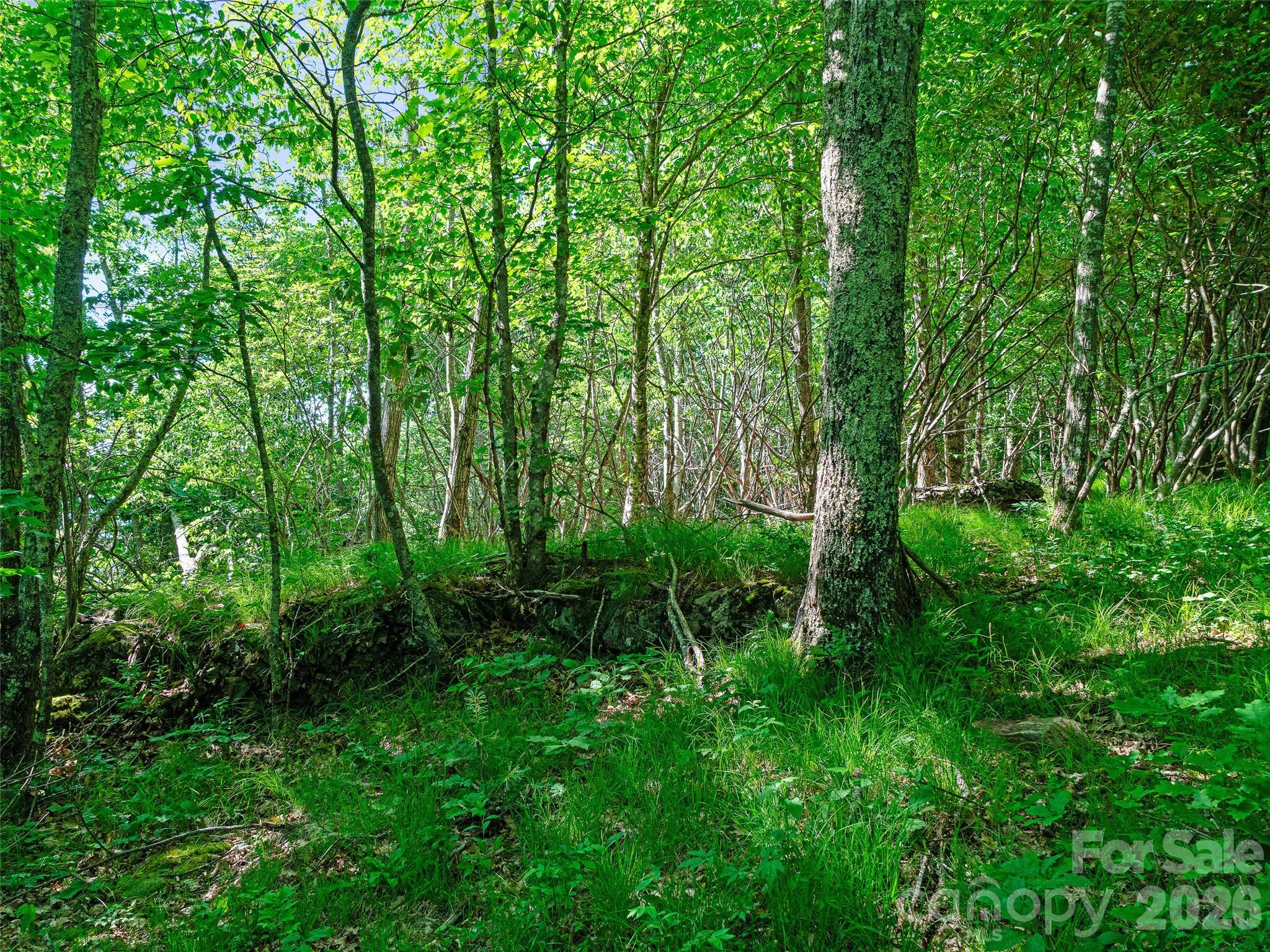 Ogle Meadows - Land