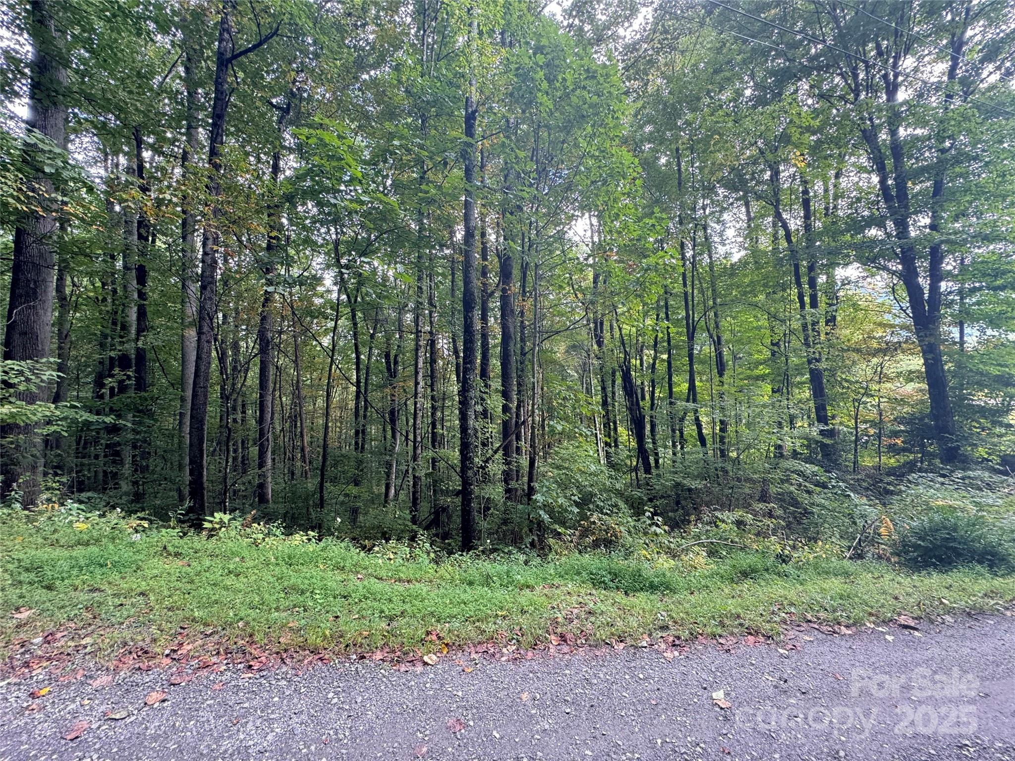 Balsam Forest - Land