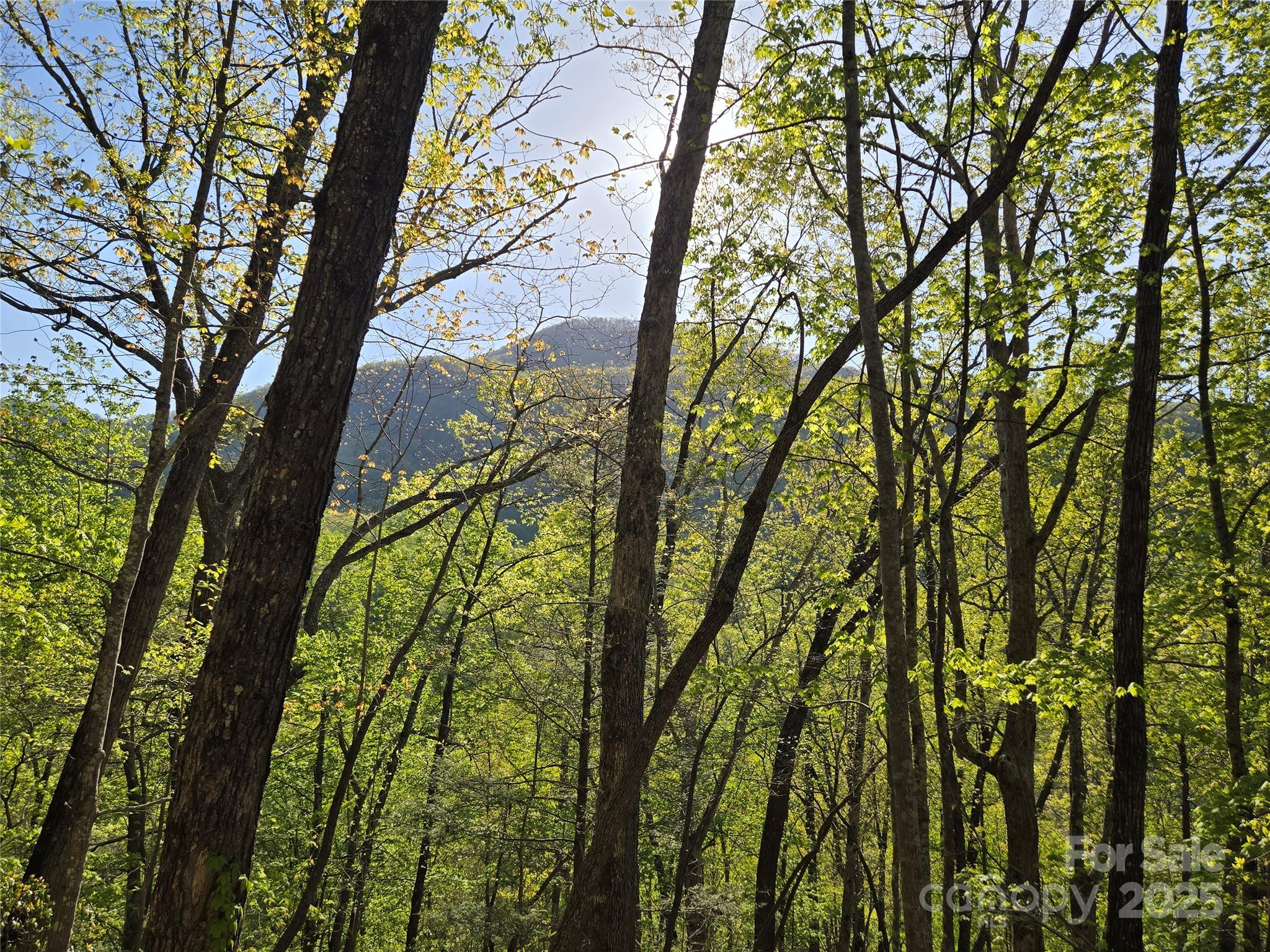 Rumbling Bald on Lake Lure - Land