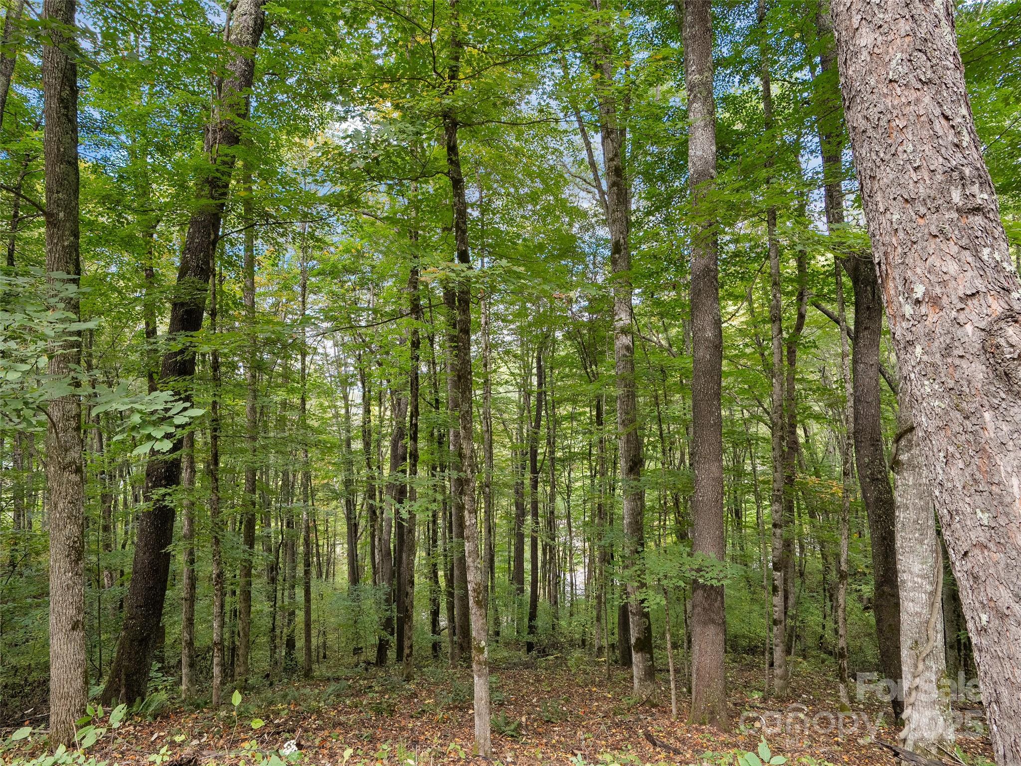 Highland Forest - Land