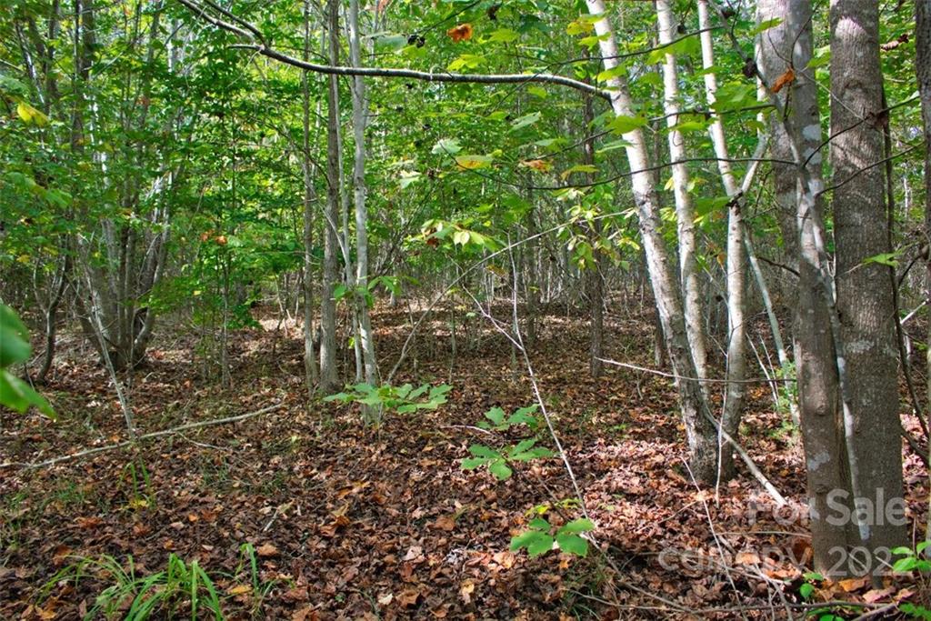 Clearwater Creek - Land