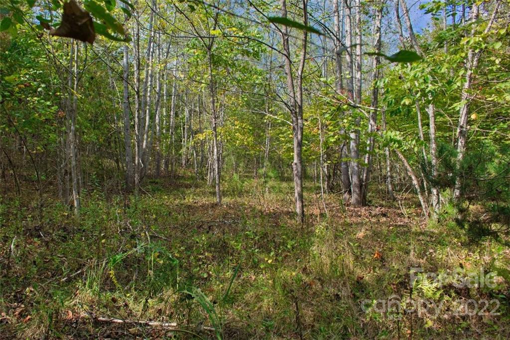 Clearwater Creek - Land