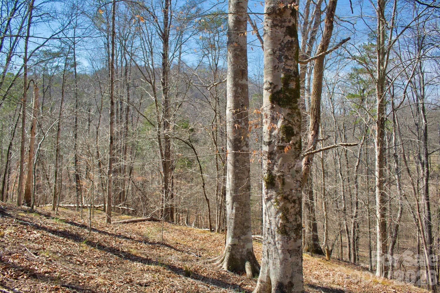 Hardwoods are predominant on this large parcel in the gated community, with several old beech trees making an enduring (and endearing) statement. Of course it'll be your option, but you might choose to build half way down the first slope using a circular driveway, keeping things simple and providing easy access. It's also likely that you'll only have one step into your home!

Building down a bit further, the old road bed could serve as the walking out part of a walk-out basement. It might be nice to cut a set of steps into the hill (similar to what you find at a state park), with a landing or two, giving easier access to the level land and stream below in the lower portion of this beautiful property.

Imagine the view from your deck! And the near-level portion below could offer a lovely enhancement to your view from above - it could be a massive garden, a park or play space!

Being located in the foothills offers easy, practical living - this land is just a ten-minute drive into town. Clearwater Creek is quiet, three miles north of the county seat of Rutherfordton, and features low annual dues.