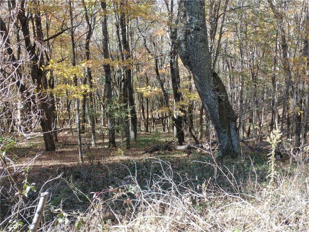 Wolf Laurel - Land