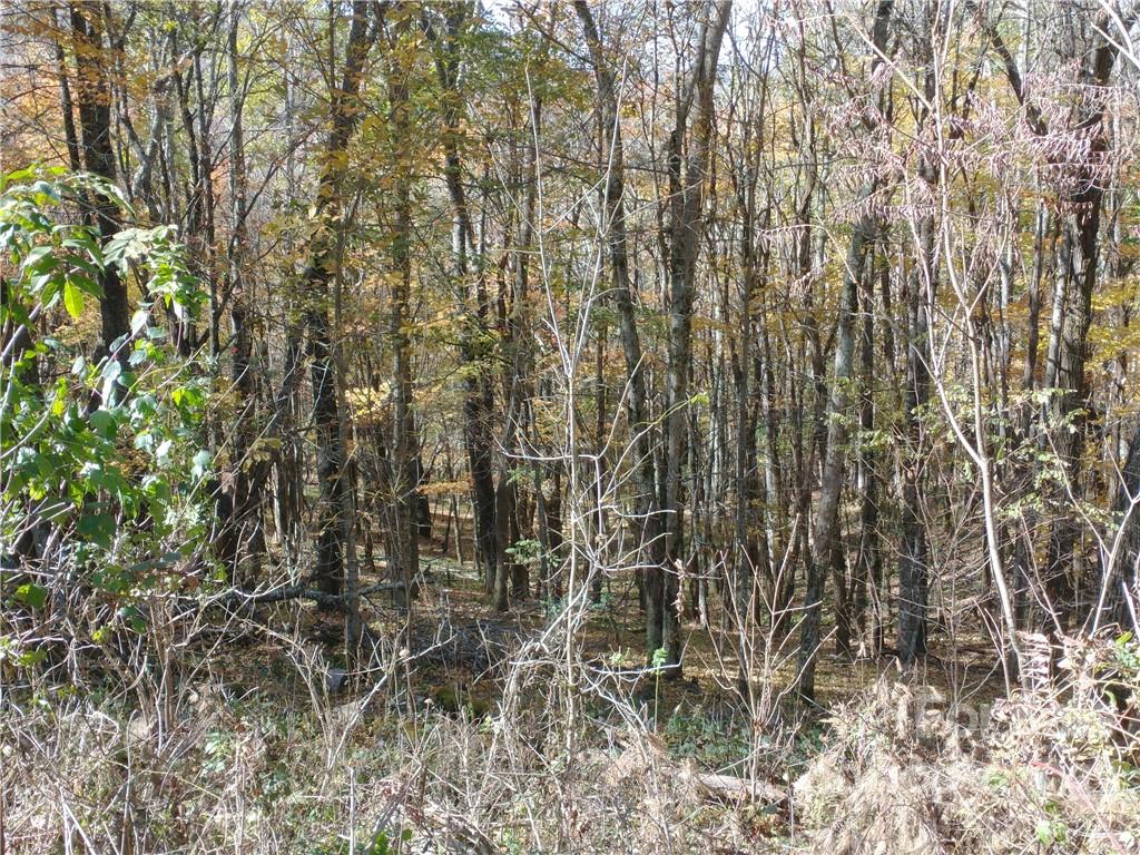 Wolf Laurel - Land