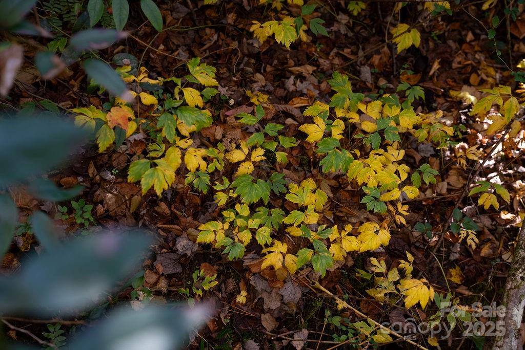 Oak Laurel - Land