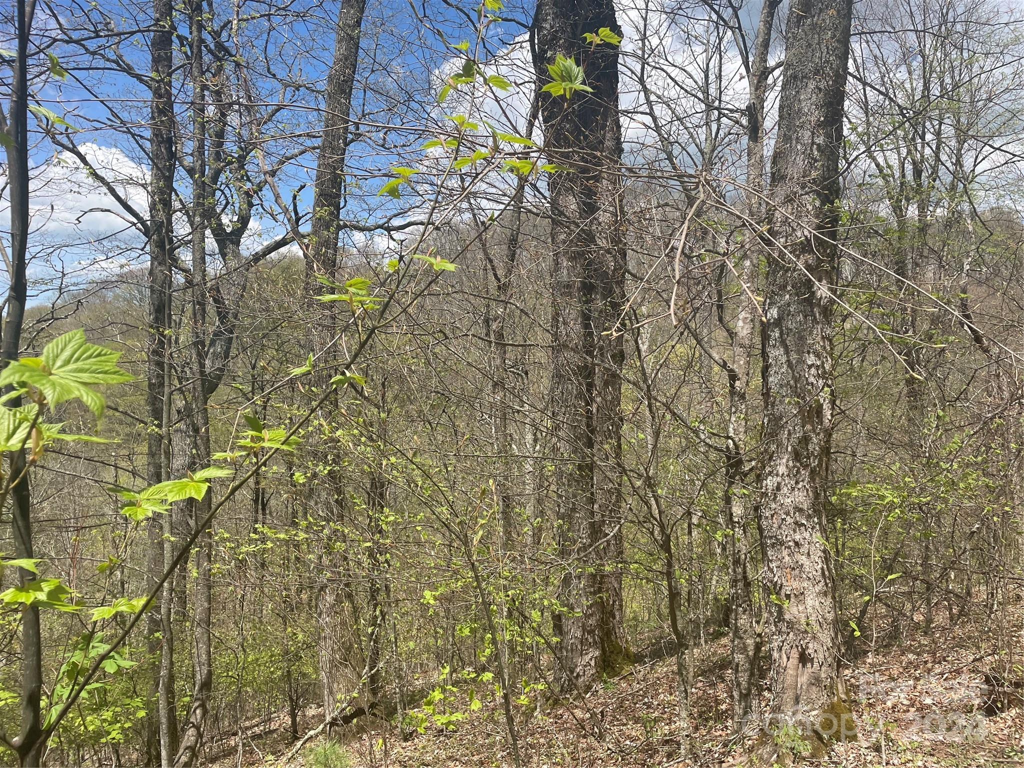 Wolf Laurel - Land