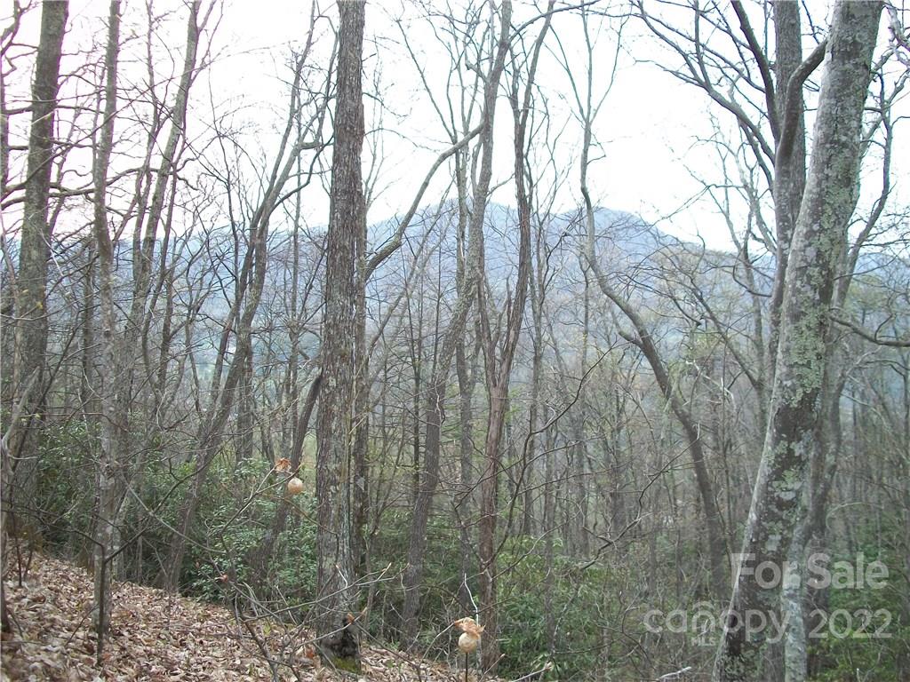 Dellwood Forest - Land
