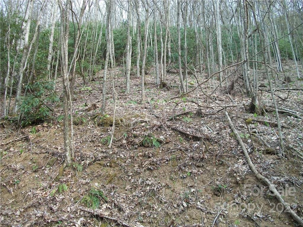 Dellwood Forest - Land