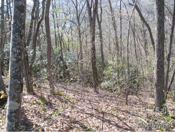 Dellwood Forest - Land