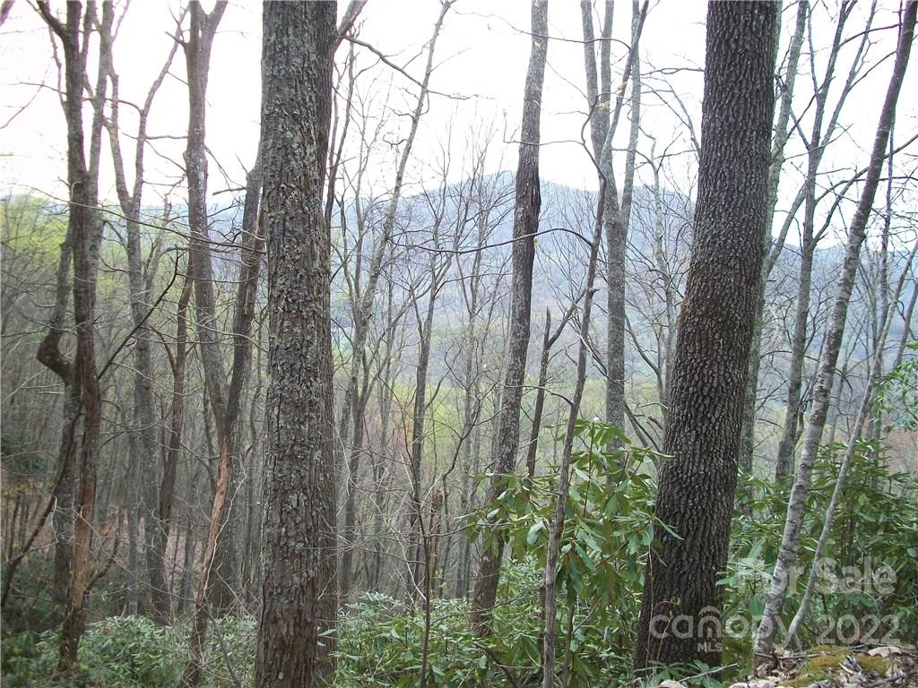 Dellwood Forest - Land