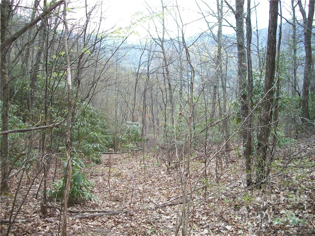 Dellwood Forest - Land