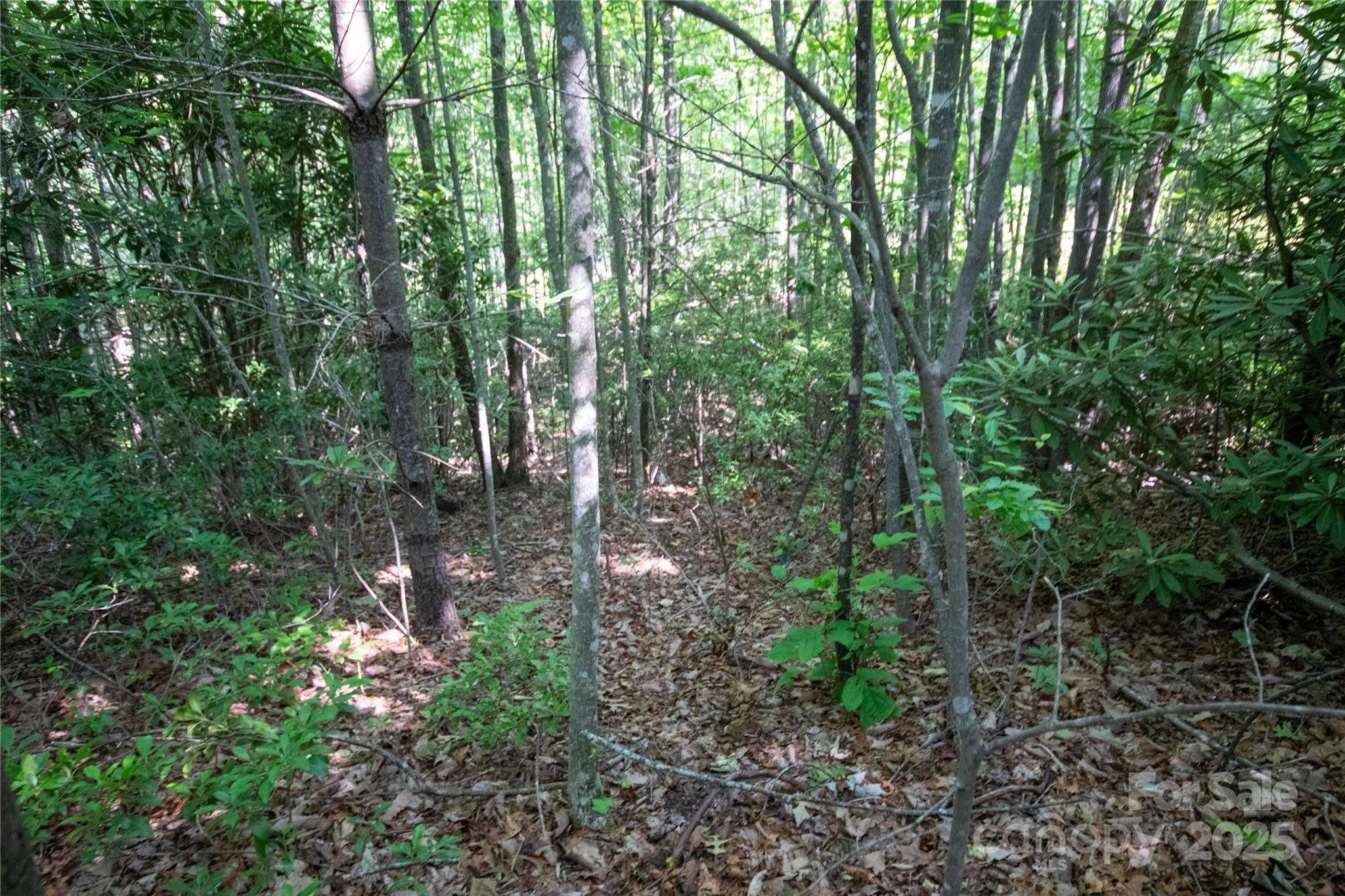 Timber Rock - Land
