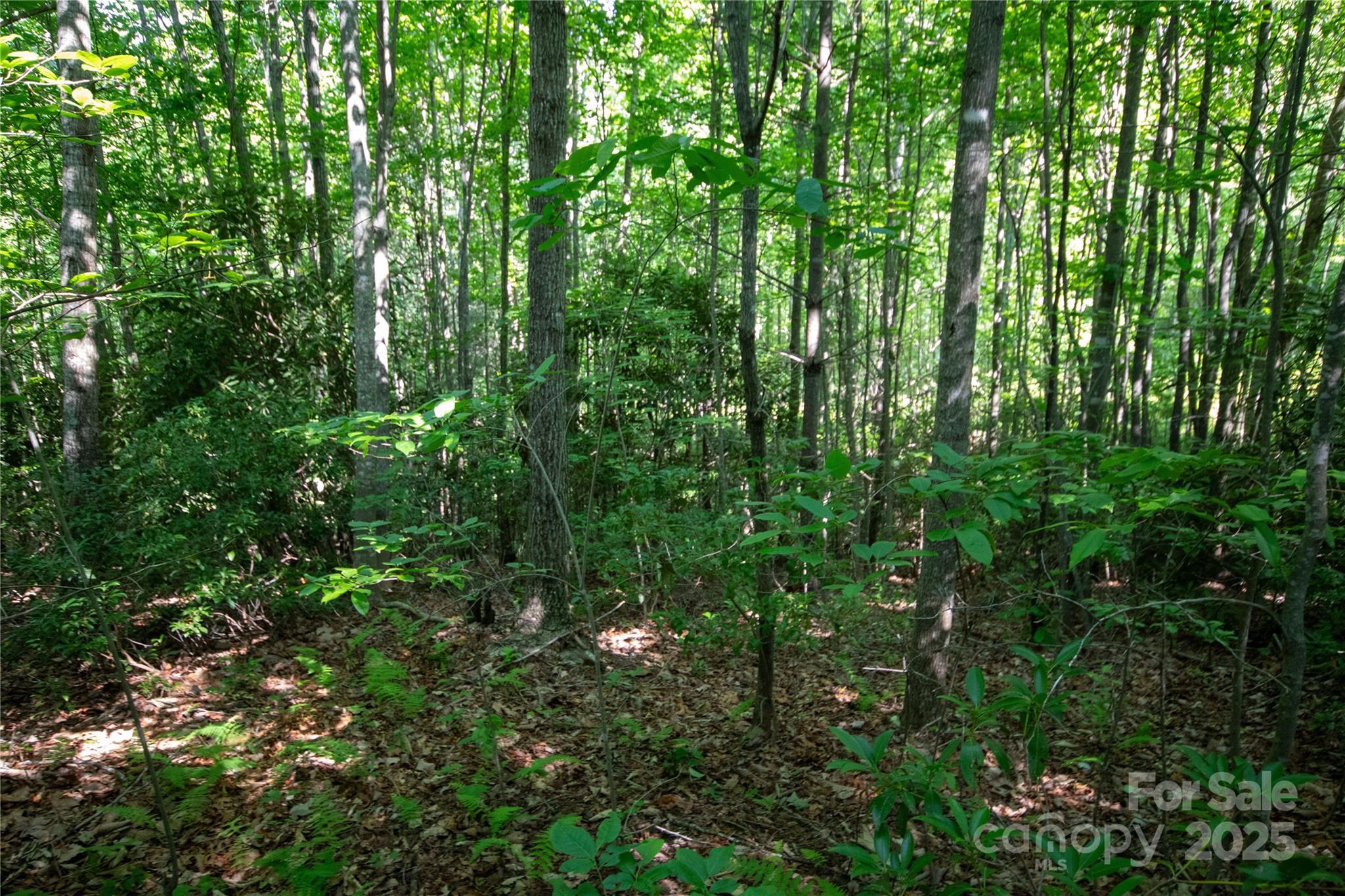 Timber Rock - Land