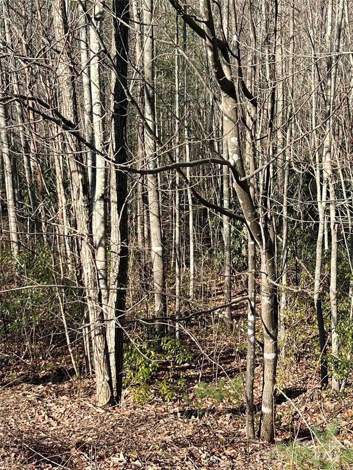 Timber Rock - Land