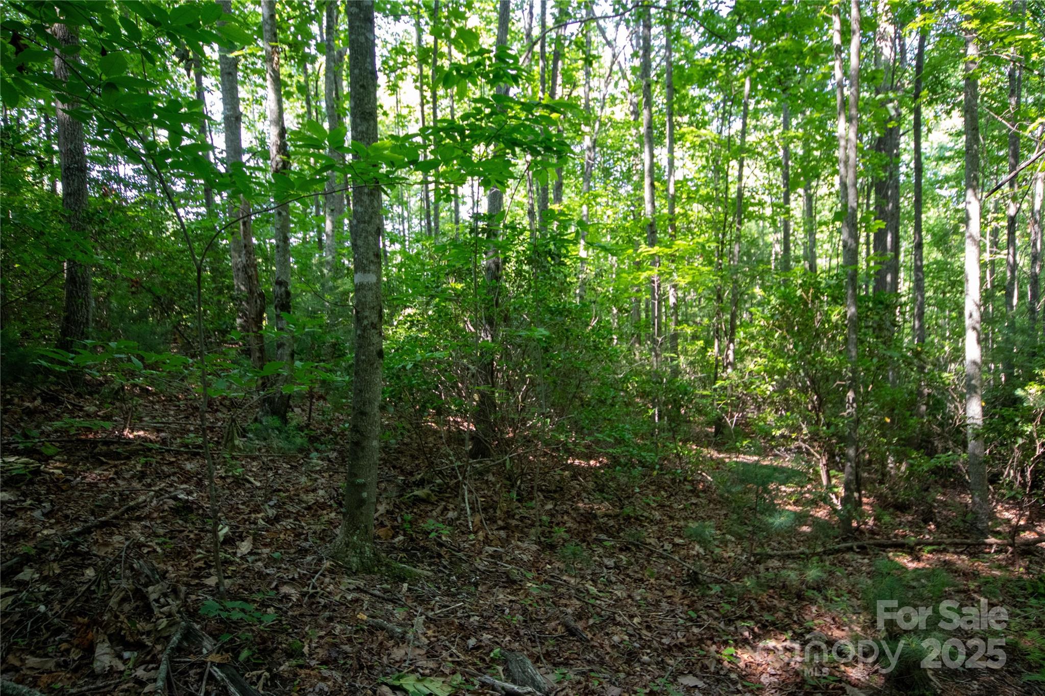 Timber Rock - Land
