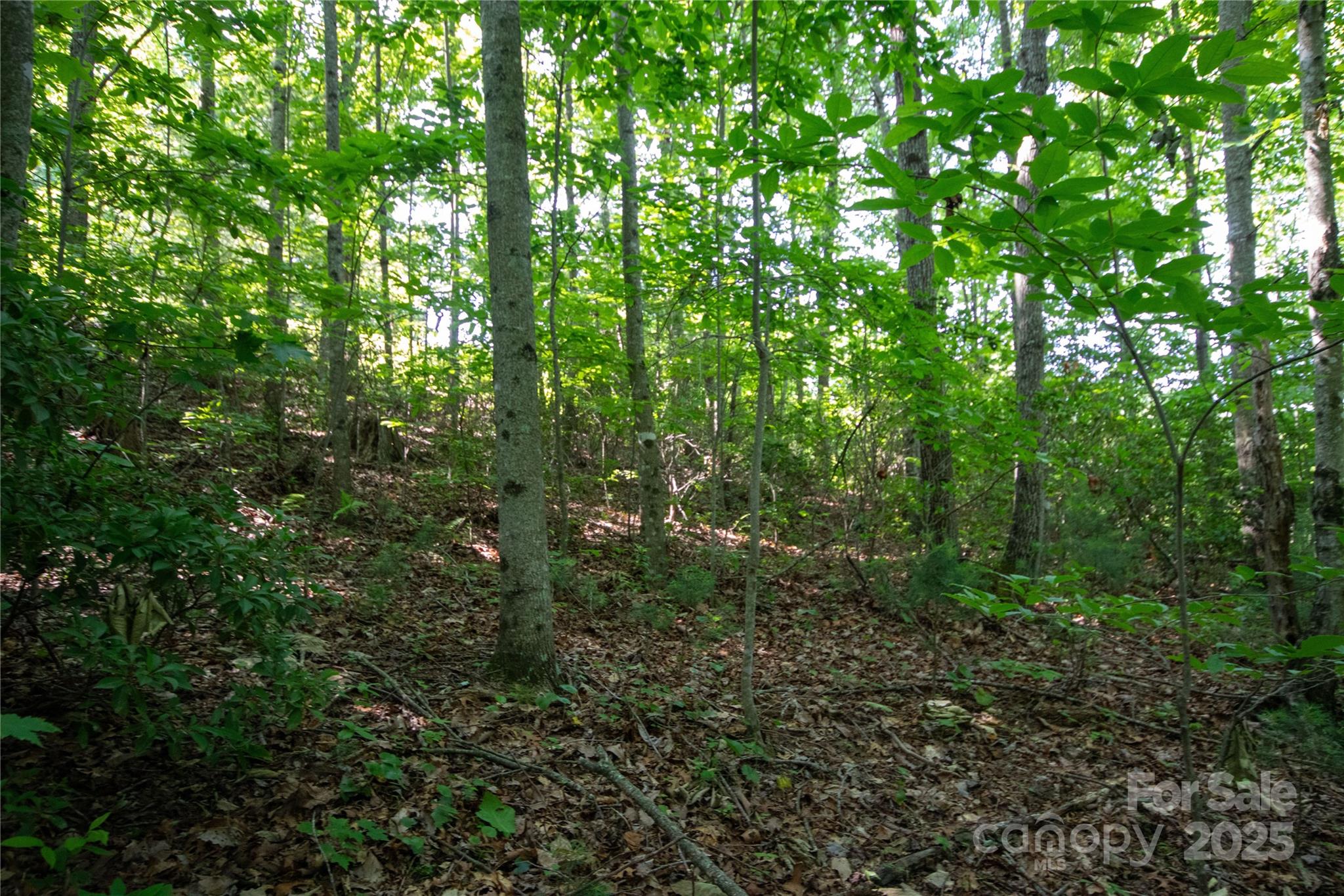 Timber Rock - Land