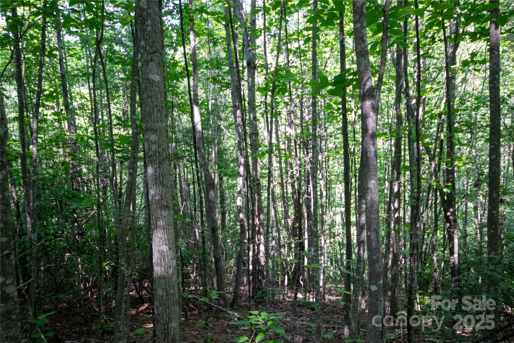 Timber Rock - Land