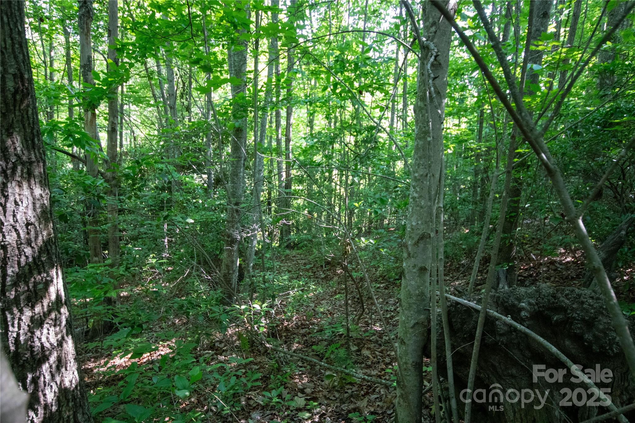 Timber Rock - Land