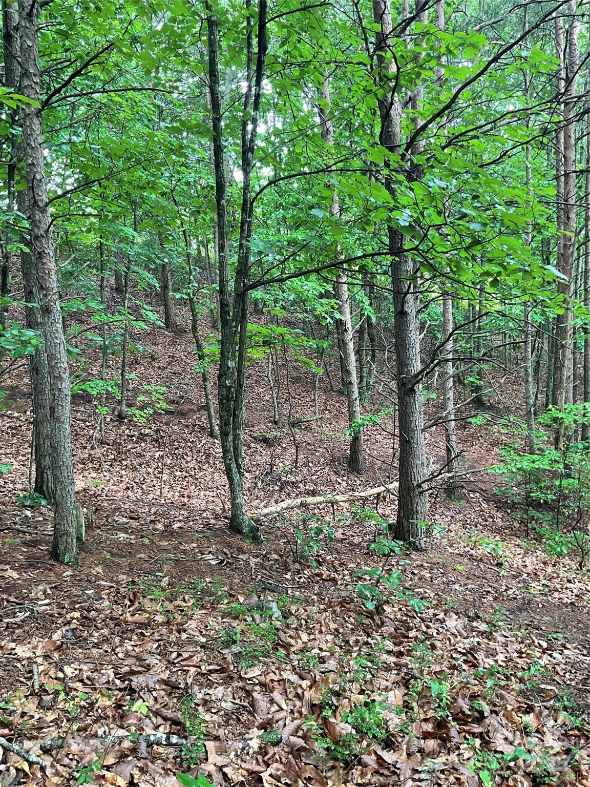 Pineknoll - Land