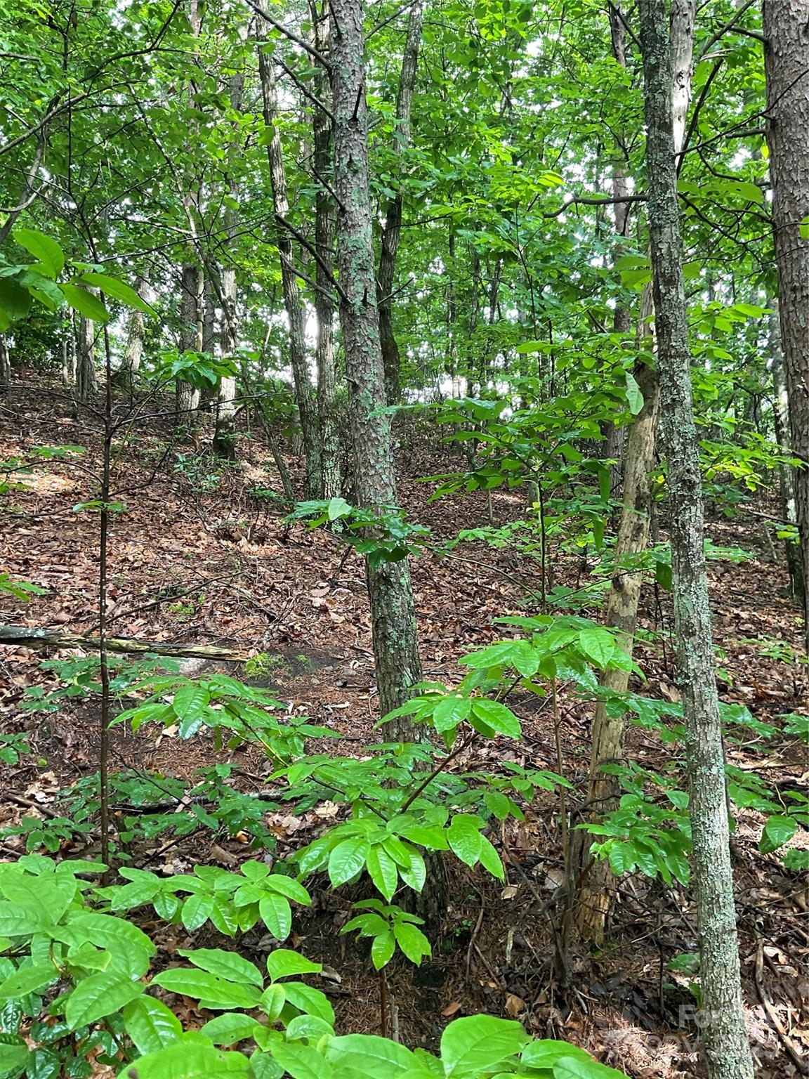 Pineknoll - Land