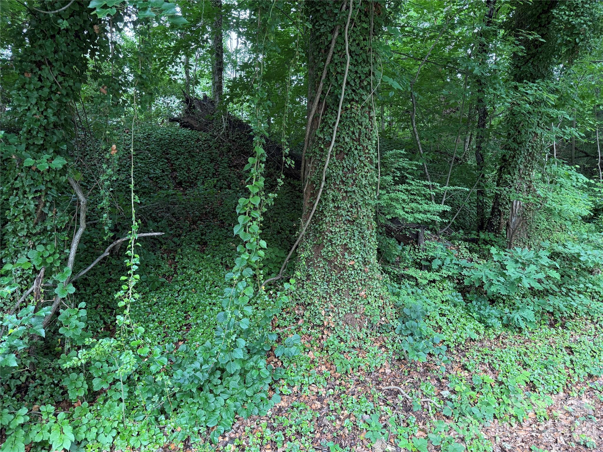 Buildable lot just minutes from all Biltmore Forest and downtown Asheville have to offer.
