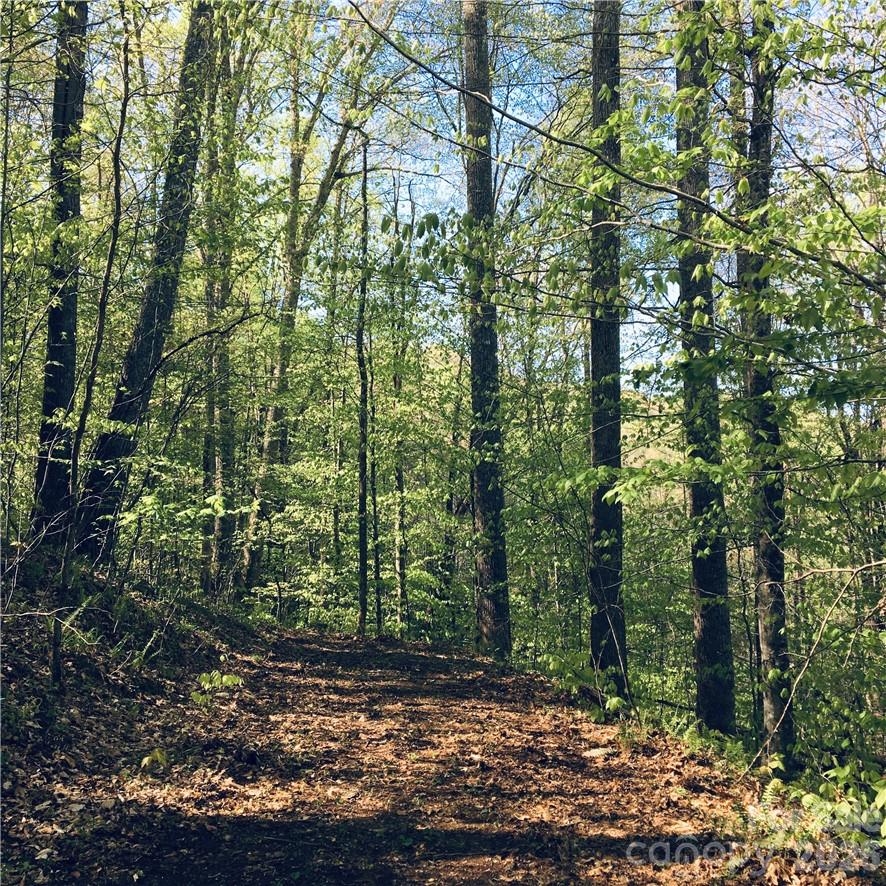 Trillium - Land
