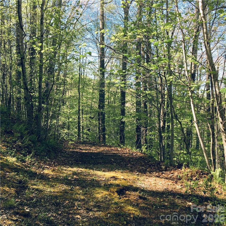 Trillium - Land