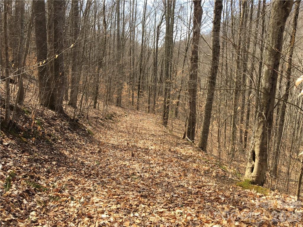 Trillium - Land