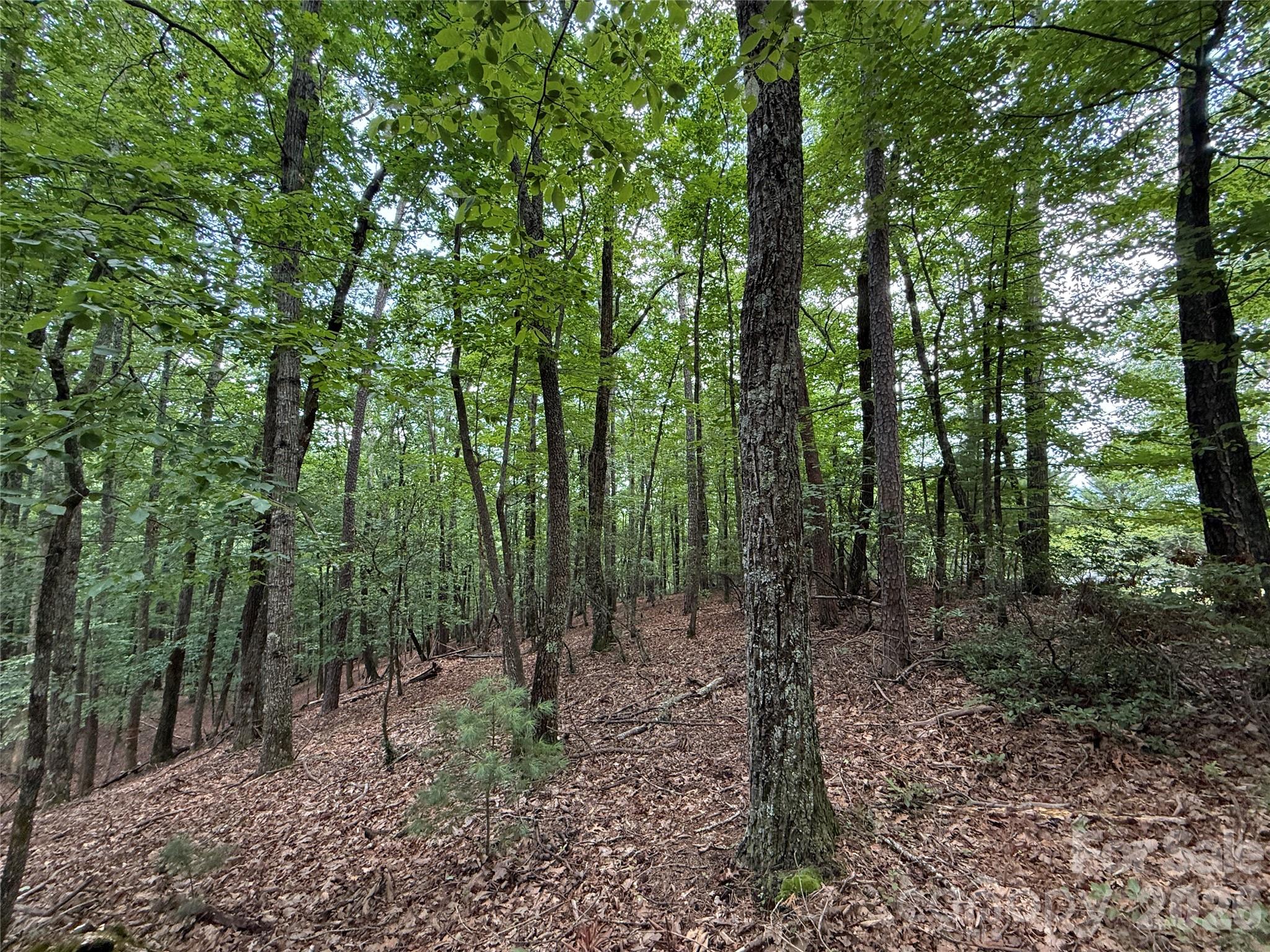 Buck Mountain - Land