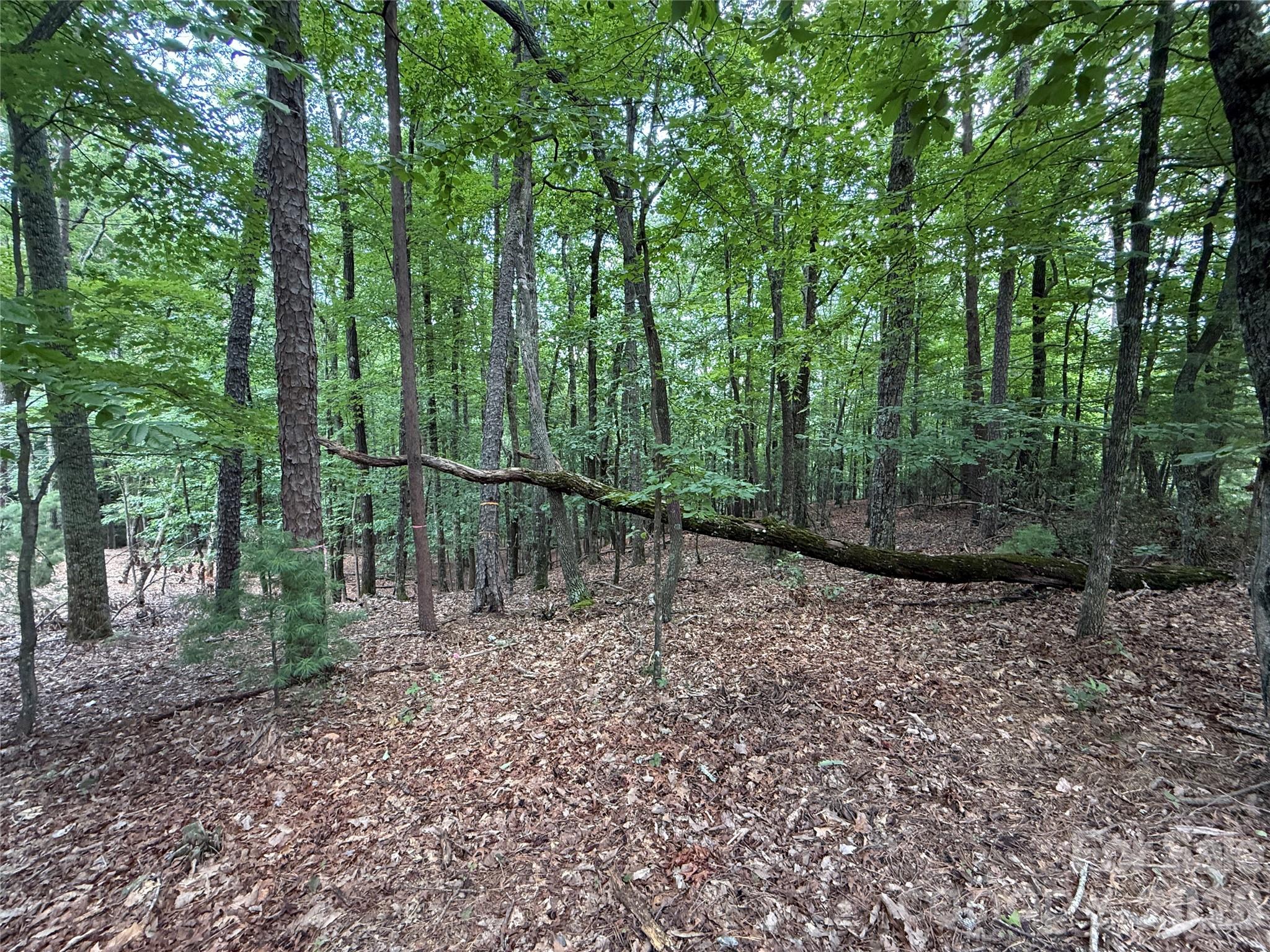 Buck Mountain - Land