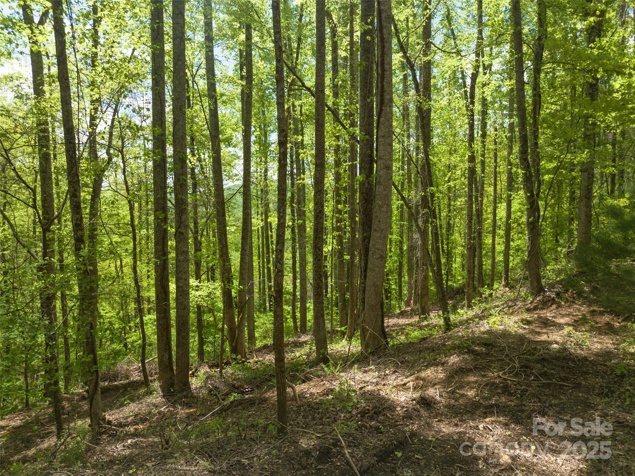 Poplar Ridge - Land