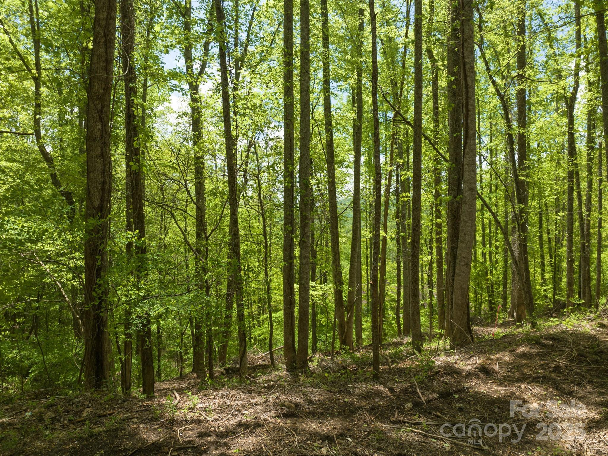 Poplar Ridge - Land